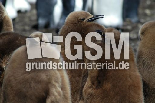 Königspinguin (31 von 84).jpg